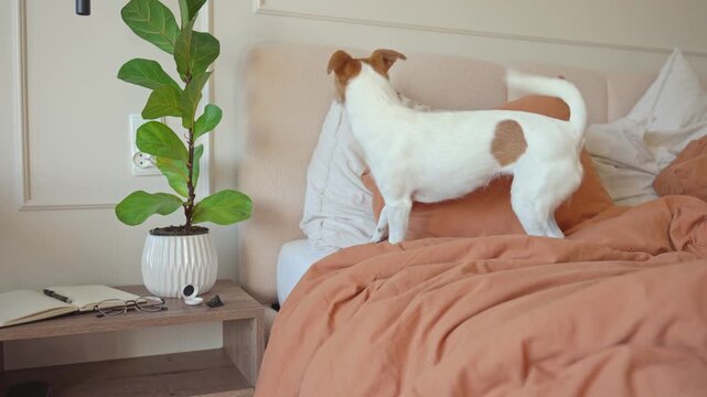 Jack Russell terrier jumps on bed and chases sunlight on pillow