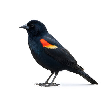 Blackbird with red and yellow wing patch on white background
