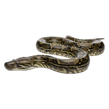 Large Python Snake Coiled on White Background