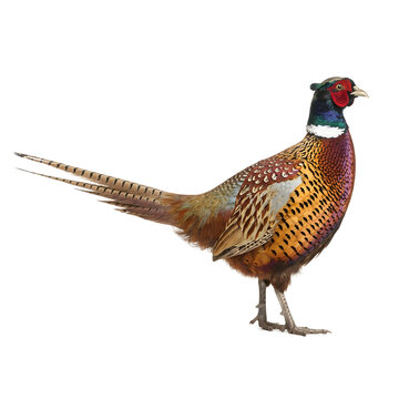 Colorful Pheasant Bird Isolated on White Background