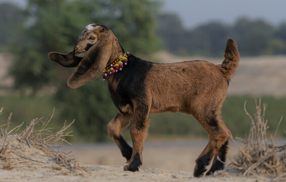 View of a young goat with long ears and a colorful decorative collar standing in a field in Taunsa, Punjab, Pakistan.