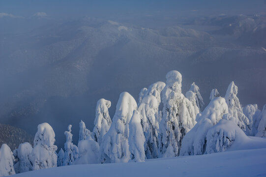 View of snow-covered coniferous trees on the slopes of Borisov with a vast winter mountain range in the background. Velka Fatra mountains, Zilina Region, Slovakia.