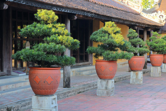Diagonal bonsai row exhibition in traditional terracotta planters with perspective line at imperial courtyard colonnade