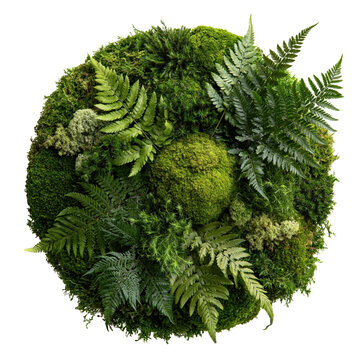 Green mossy terrain with ferns placed on a white background creating a natural scene indoors