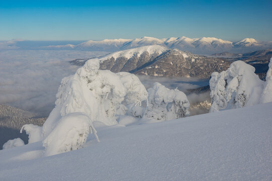 View of Borisov peak in the Velka Fatra Mountains, featuring snow-covered trees and a sea of clouds under a clear blue sky in Velka Fatra Mountains, Zilina Region, Slovakia.
