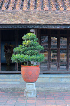 Traditional oriental bonsai tree in terracotta clay planter below multi layered clay tile roof of ancient palace pavilion with open doorway