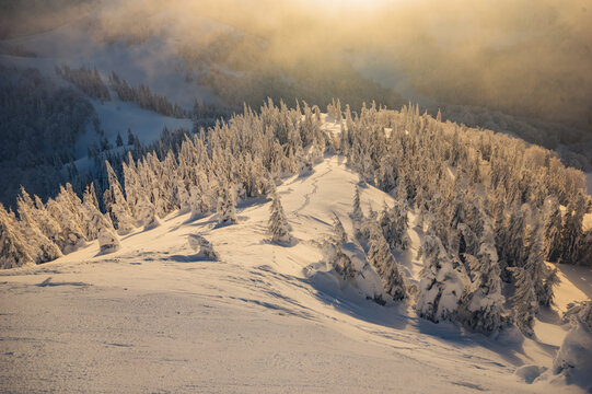 View of Borisov mountain peak surrounded by snow-covered pine trees and footprints in the snow under golden hour light in Velka Fatra Mountains, Zilina Region, Slovakia.