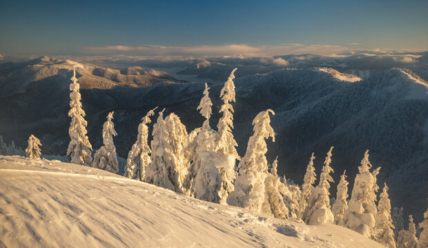View of Borisov peak covered in deep snow with frost-covered spruce trees under a clear sunset sky in Velka Fatra mountains, Zilina Region, Slovakia.