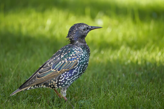 Star (Sturnus vulgaris) im Schlichtkleid mit struppigem Nackengefieder, in einer Wiese Anfang September in Bansin, Insel Usedom, Deutschland