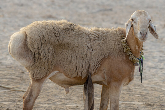 View of a sheep with a decorative collar standing in a field in Taunsa, Punjab, Pakistan.