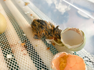 Newborn chick emerging from its broken eggshell, showing its wet, brown and yellow down feathers and the remnants of the birth process on the incubator tray. © Александр Лебедько