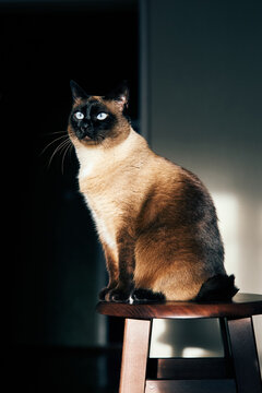 Mekong bobtail cat sitting on wooden stool, illuminated by dramatic natural light