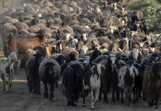 View of a large herd of sheep and goats walking along a dusty path in the rural fields of Taunsa, Punjab, Pakistan.