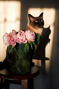 Siamese cat beside pink peonies in vase, dramatic sunlight, warm shadows indoors.