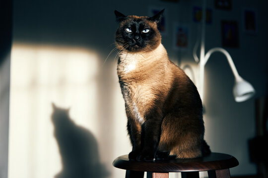 Mekong bobtail cat sitting on wooden stool with dramatic sunlight and shadow