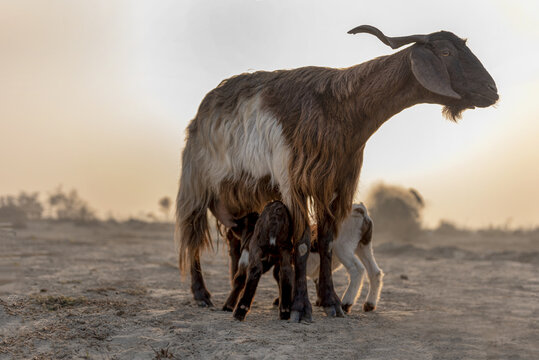 View of a mother goat nursing her kids in a dusty field during the golden hour in Taunsa, Punjab, Pakistan.
