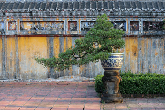 Traditional oriental bonsai tree in blue and white porcelain planter on carved stone pedestal at imperial courtyard garden