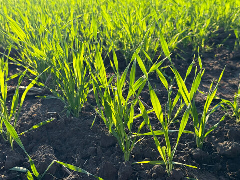 Green young shoots of a cereal crop, wheat or barley in the early growth and tillering stage.