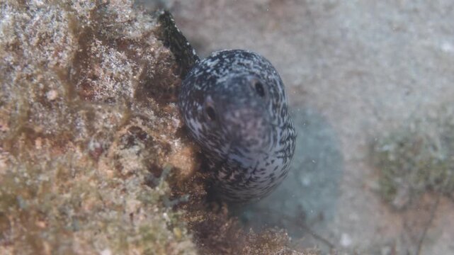 potted Moray Eel Gymnothorax moringa Peeking Toward Camera from Caribbean Reef in Saint Croix, U.S. Virgin Islands