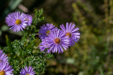Fototapeta premium Purple flowers of Symphyotrichum novi-belgii blooming in a sunny autumn garden, providing vibrant late-season color