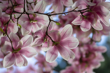 Magnolia soulangeana also called saucer magnolia flowering springtime tree with beautiful pink white flower on branches © Iva