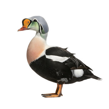 Majestic Male Eider Duck with Colorful Plumage on White Background