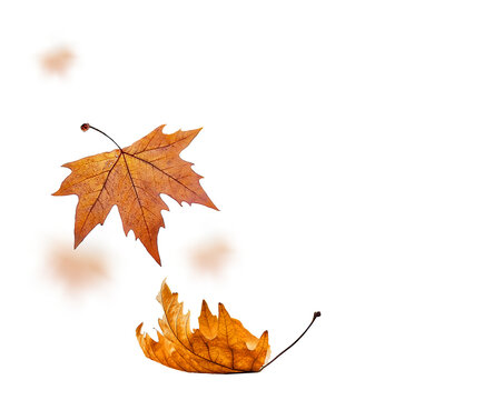 autumn leaf leaves falling one isolated for background