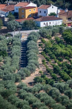 View of an olive grove with rows of trees and traditional houses in the background in Elvas, Portalegre District, Portugal.