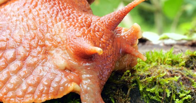 Giant Amazonian land snail Megabulimus popelairianus.. From Narupayacu, 1,100m elevation in the Amazonian foothills of the Andes in Napo province, Ecuador.