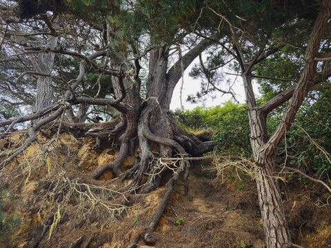 View of ancient pine trees with gnarled, exposed roots clinging to a steep, rocky coastal slope in Fort Bragg, California, United States.