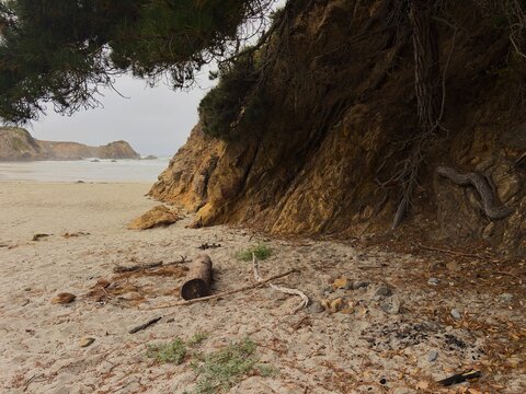 View of a sandy beach with a rocky cliff face, driftwood, and pine tree branches under an overcast sky in Fort Bragg, California, United States.
