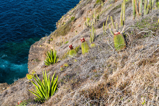 Wild Turks cap cactus and agave plants grow along a rocky coastal cliff overlooking the ocean in Antigua and Barbuda, at the Carpenter Rock Trail