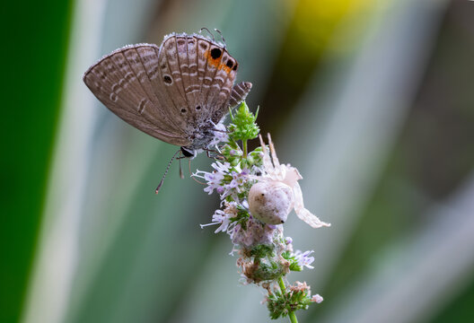 View of a Plains Cupid butterfly and a Thomisus citrinellus crab spider perched on a blooming flower in Cairo, Egypt.