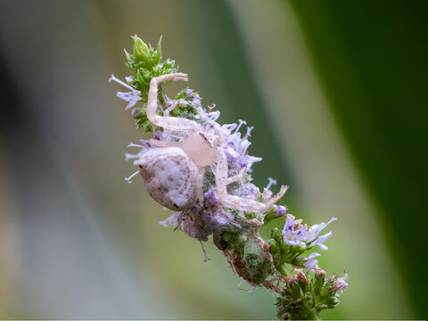 View of a white Thomisus citrinellus crab spider perched on a purple flowering plant in Cairo, Egypt.