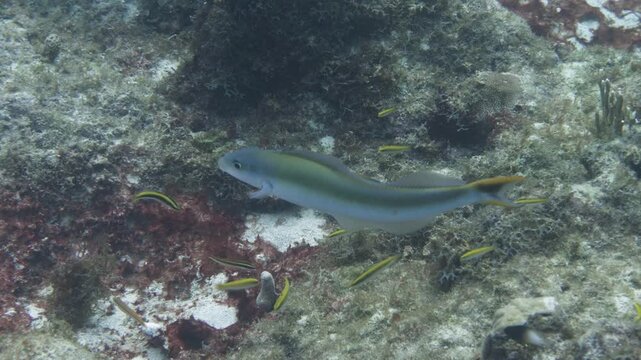 Sand Tilefish Malacanthus plumieri Swimming Over Caribbean Reef in Saint Croix, U.S. Virgin Islands