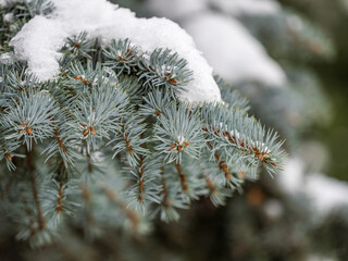 Green fir branches in winter covered with snow © Dmitrii Potashkin