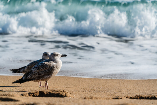 View of two seagulls standing on the sandy beach with crashing waves in the background in Barcelona, Catalonia, Spain.