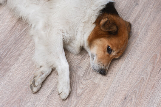 Cute mongrel dog lying down resting on wooden laminate floor inside modern home. Domestic pet care, animal wellness, veterinary health and lifestyle concept for family adoption.