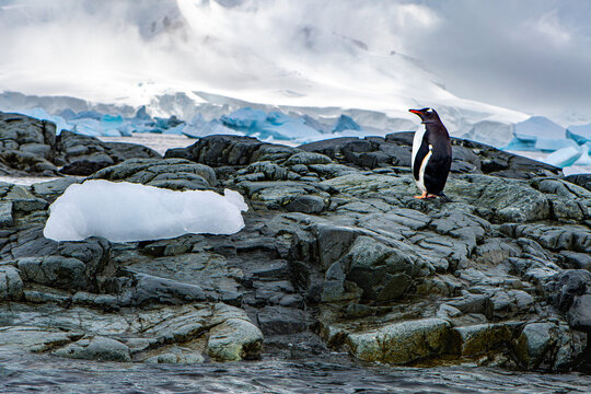 View of a Gentoo penguin standing on dark rocky terrain with icebergs and snow-covered mountains in the background in Antarctica.