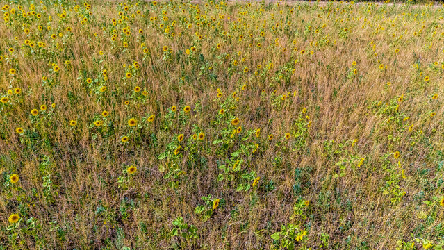 An aerial view above an open field with a mix of sunflowers growing among dry grasses in Lubenham, Leicestershire in summertime