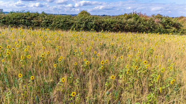 An aerial view across an open field with a mix of sunflowers growing among dry grasses in Lubenham, Leicestershire in summertime