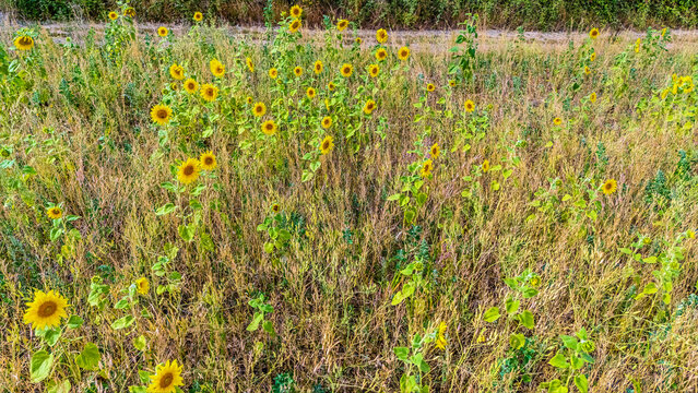An aerial view of sunflowers growing among dry grasses at the edge of a field in Lubenham, Leicestershire in summertime