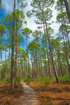 Serene Trail Through the Longleaf pines