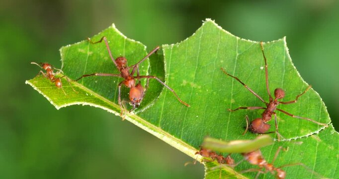 Leaf cutter ants (Atta sp.) cutting leaves. In the rainforest understory, Napo province, Ecuador. The leaf sections are carried back to the nest and used to grow a fungus upon which the ants feed.