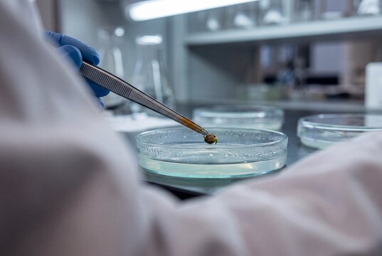 Scientist holds a germinating seed with tweezers over a petri dish in a modern agricultural research laboratory