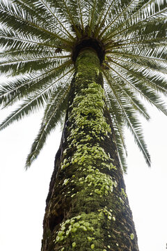 View of a tall palm tree trunk covered in moss and small green plants with fronds spreading against a bright sky in Andalusia, Spain.