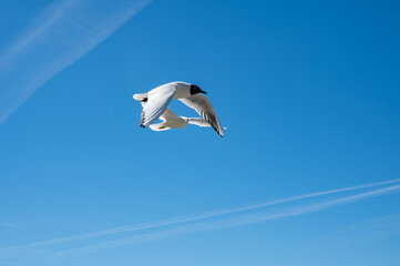 Fototapeta premium Two gulls flying in the blue sky