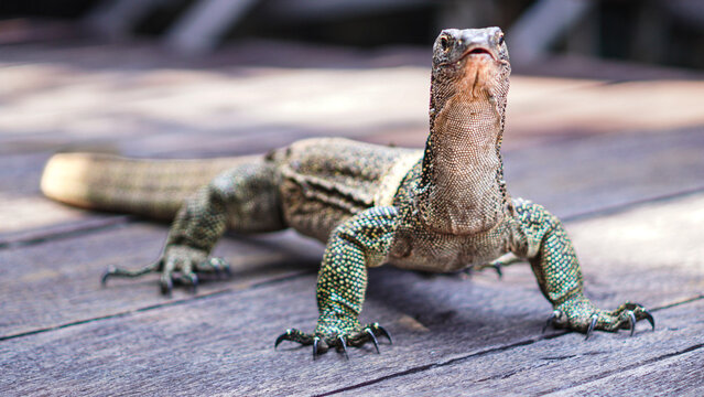 View of a monitor lizard standing on a weathered wooden deck in Raja Ampat, Southwest Papua, Indonesia.