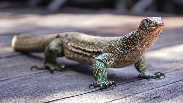 View of a monitor lizard with textured, spotted skin and sharp claws resting on a weathered wooden deck in Raja Ampat, Southwest Papua, Indonesia.