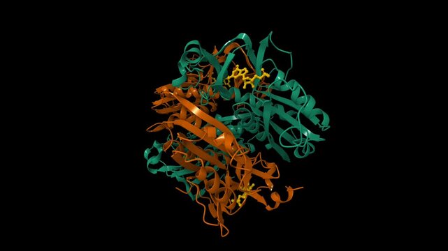 The crystal structure of human hypoxanthine-guanine phosphoribosyltransferase with bound GMP. 3D animated cartoon and molecular surface models, pdb 1hmp, chain id color scheme, black background.